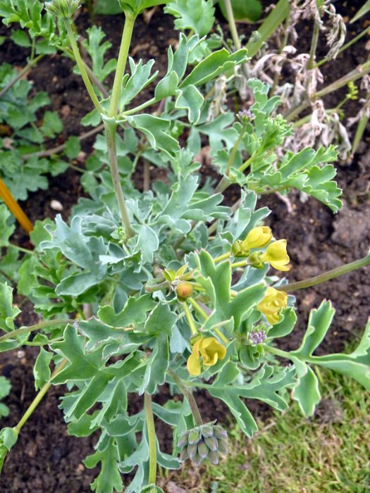 Pelargonium gibbosum (3)